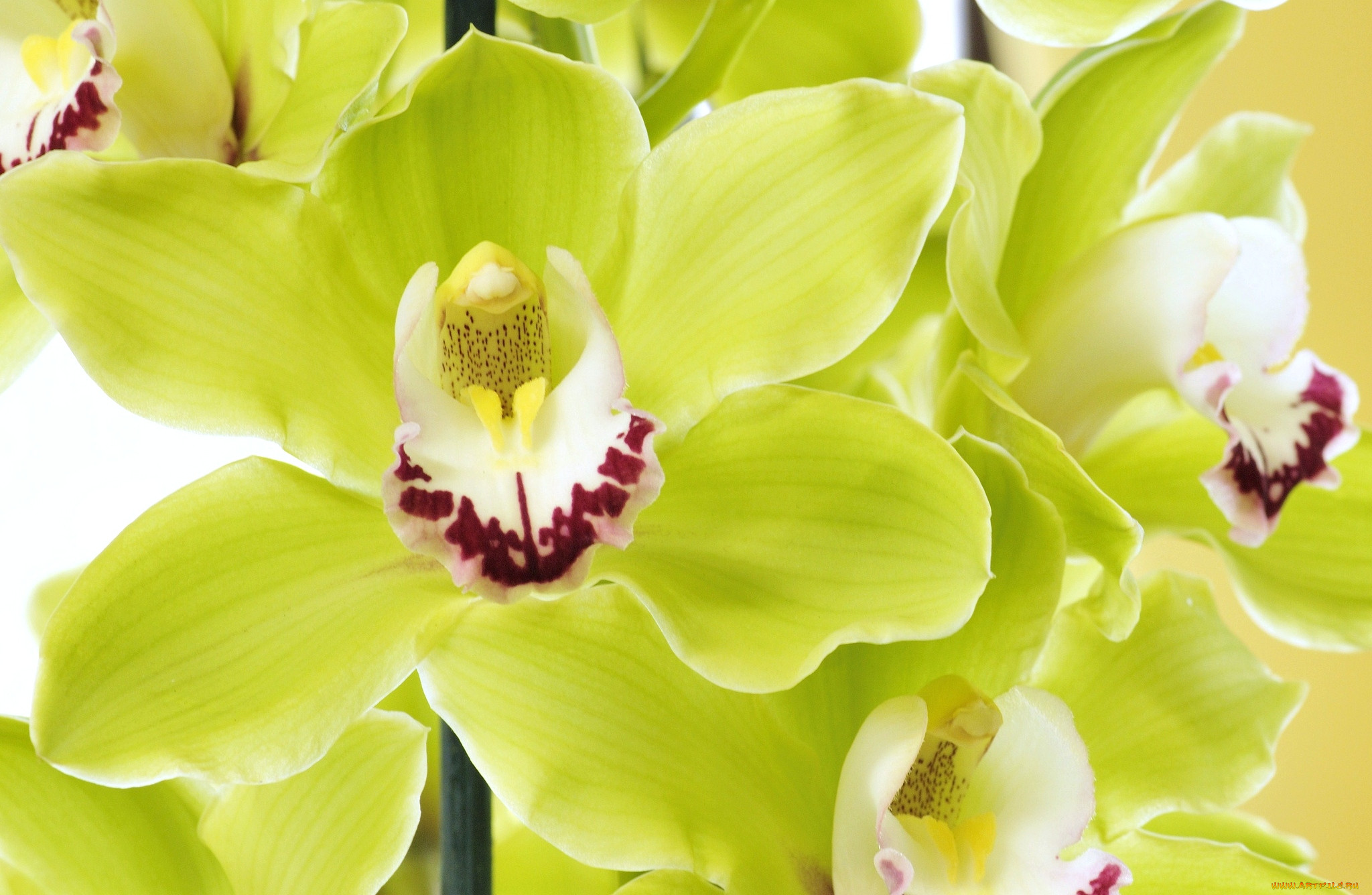 Орхидея с салатовой губой